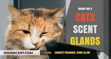 Unveiling the Secret Locations of a Cat's Scent Glands