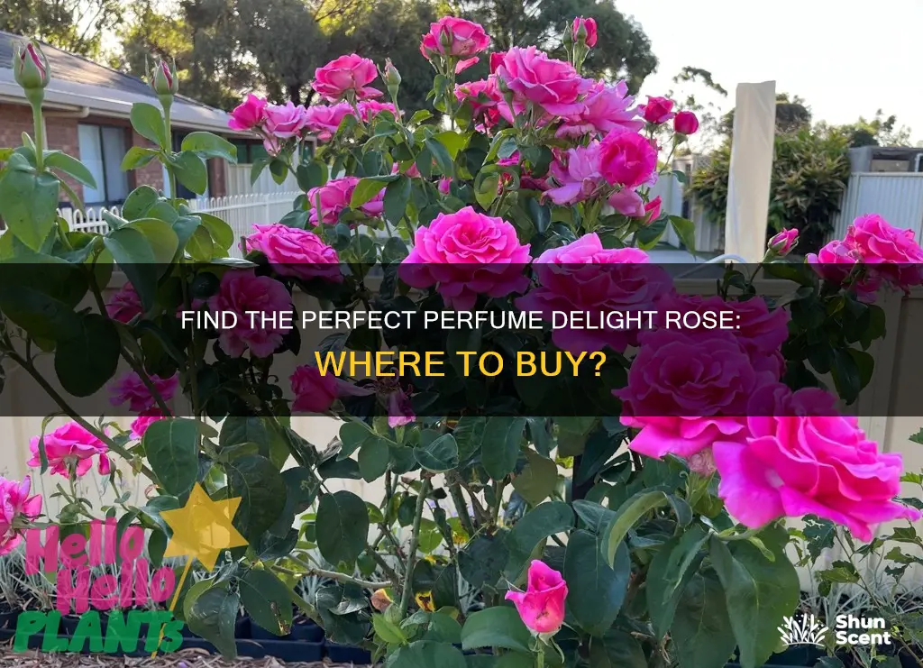where can i buy a perfume delight rose