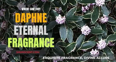 Daphne Eternal Fragrance: Where to Buy This Divine Scent