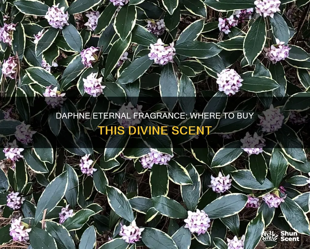 where can i buy daphne eternal fragrance