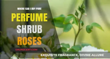 Find Pure Perfume Shrub Roses for Sale