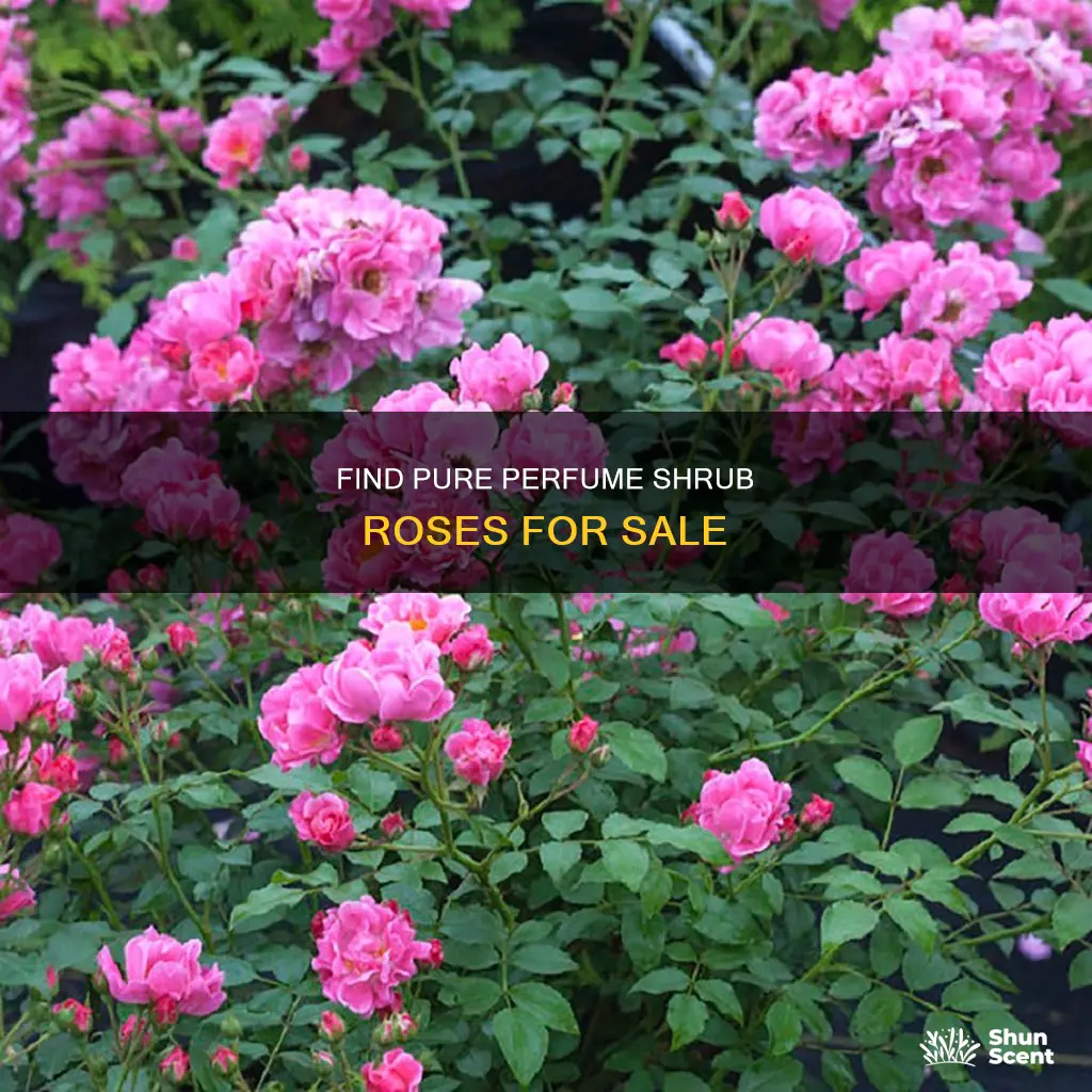 where can i buy pure perfume shrub roses