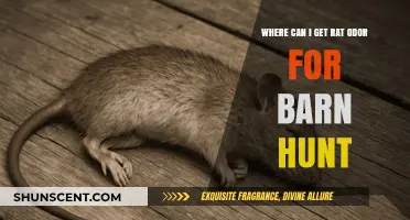 Where to Find Rat Odor for Barn Hunt: A Comprehensive Guide