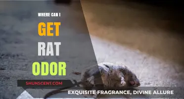 Exploring the Origins of Rat Odor: A Comprehensive Guide