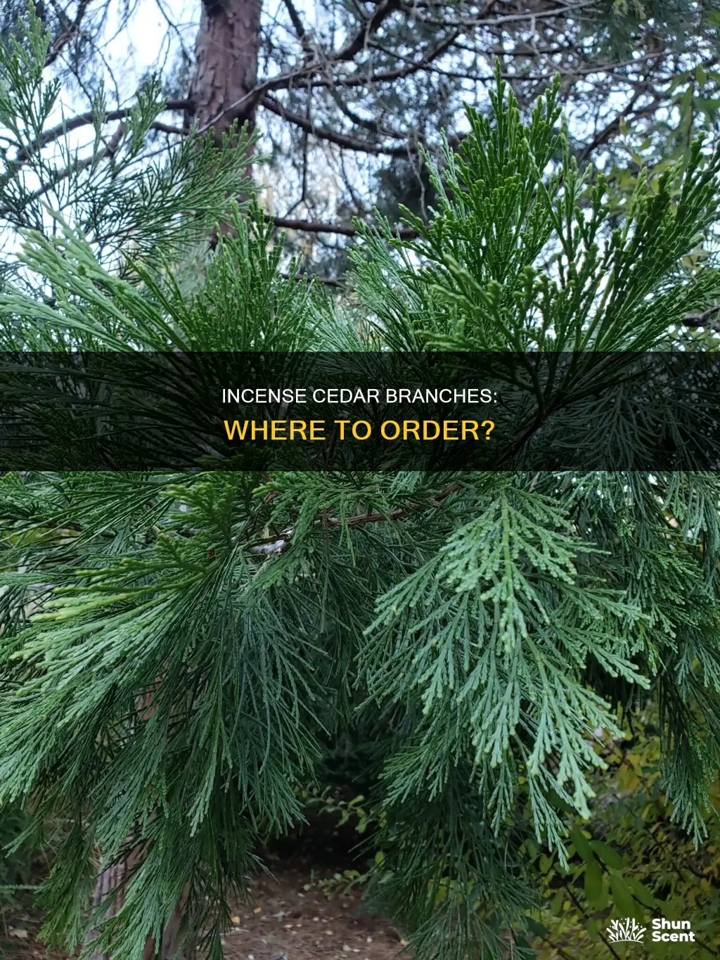 where can i order incense cedar branches