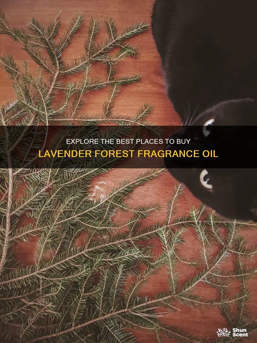 where can i purchase lavender forest fragrance oil