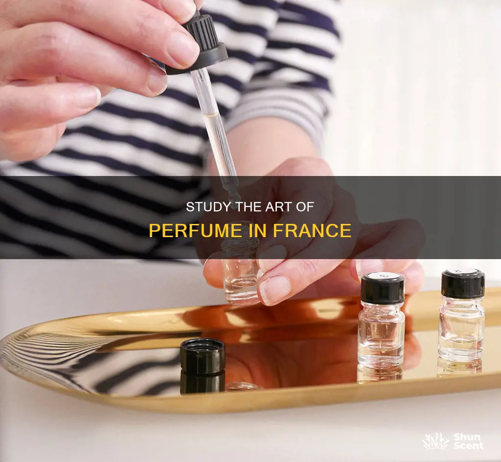 where can i study for perfume