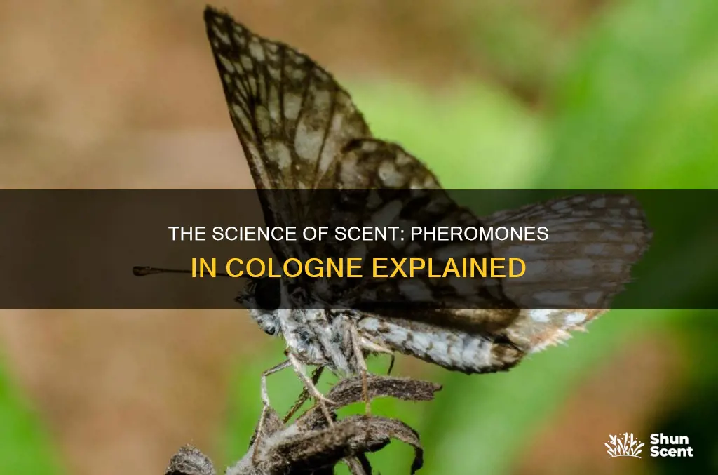 where do pheromones in cologne come from