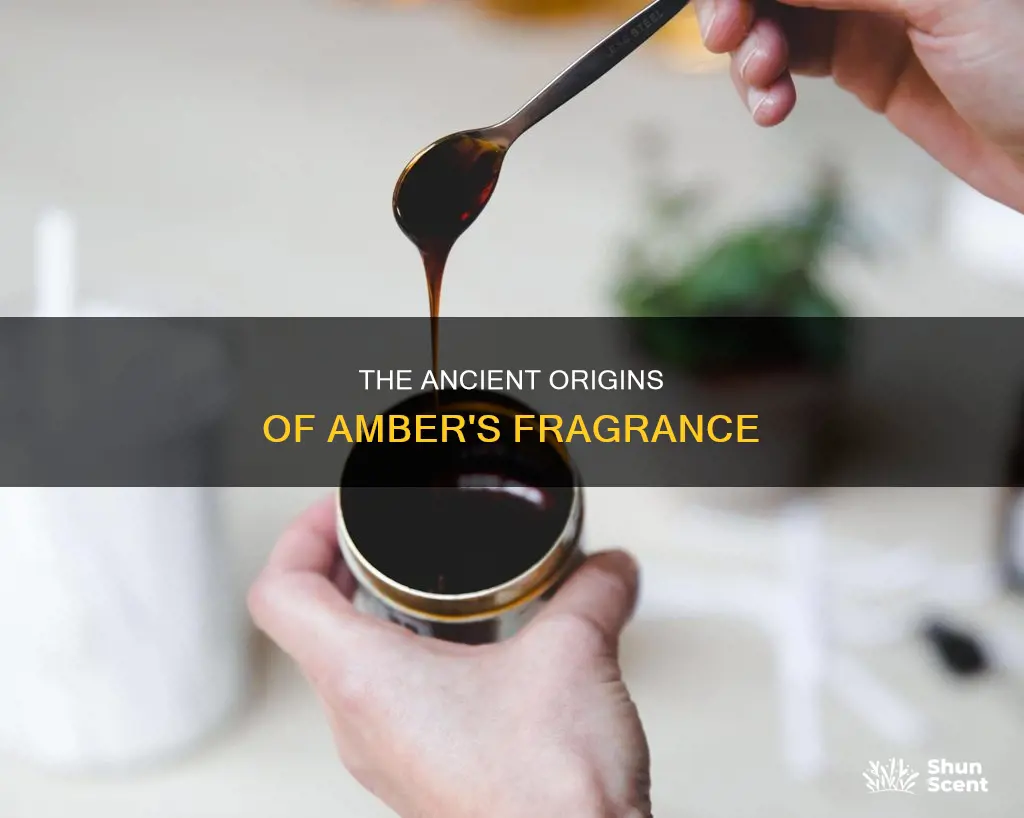 where does amber fragrance come from