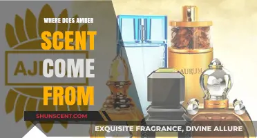 Unveiling the Origins of Amber Scent: A Fragrant Journey Through Time