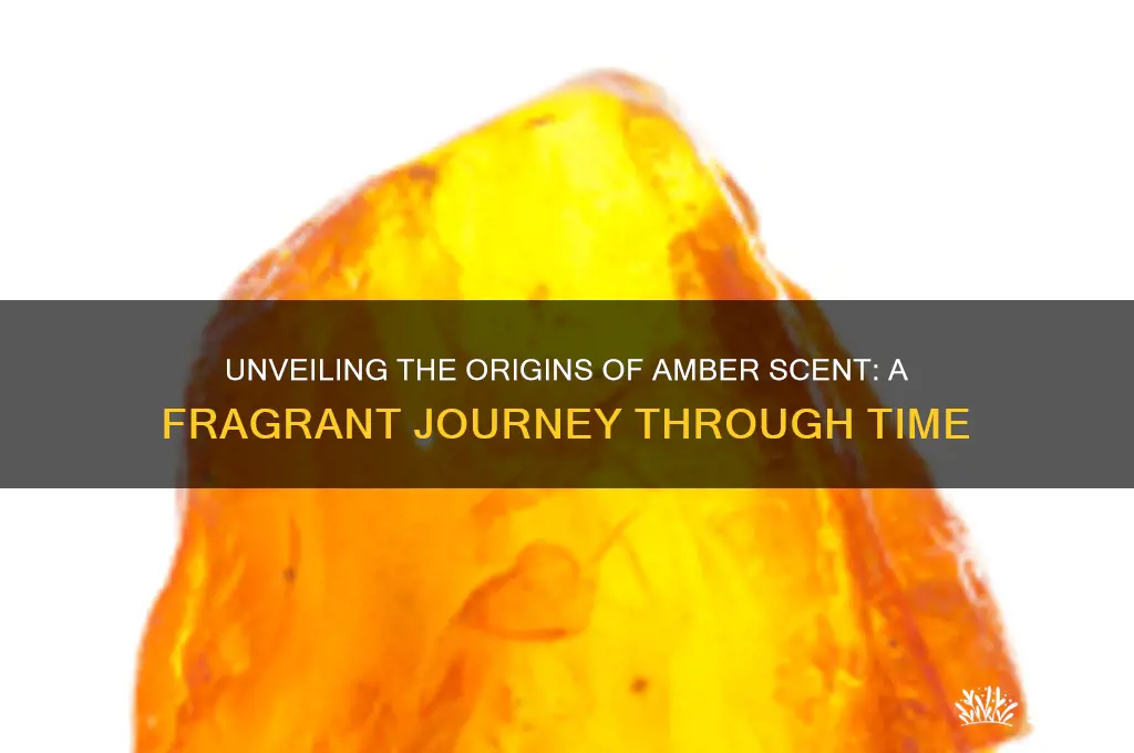where does amber scent come from