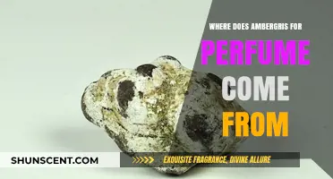 Unveiling the Oceanic Origins of Ambergris in Perfumery