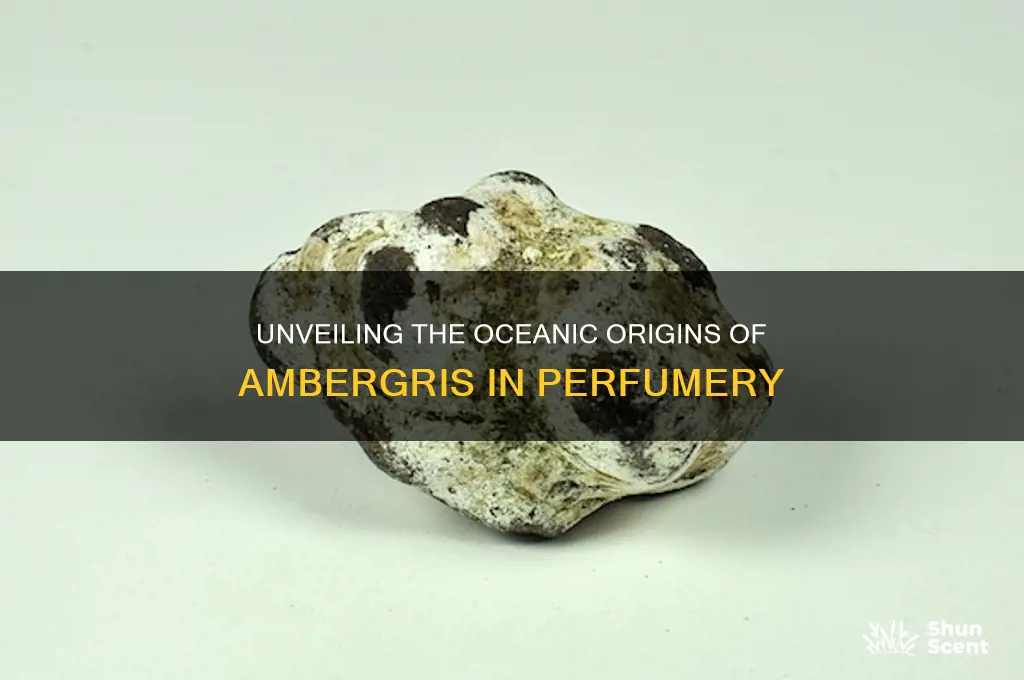 where does ambergris for perfume come from