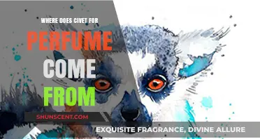 The Origin of Civet in Perfumes: A Surprising Source Explained