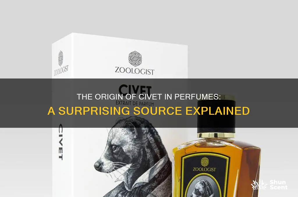 where does civet for perfume come from
