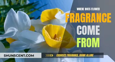 The Mystery of Floral Scents: Their Source and Appeal