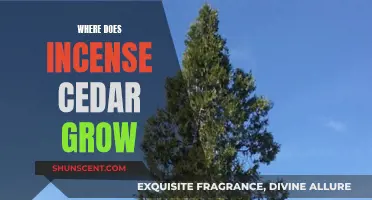 Incense Cedar: Where This Tree Thrives