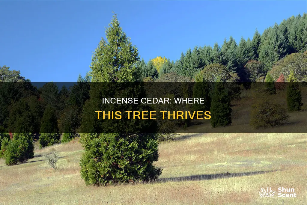 where does incense cedar grow
