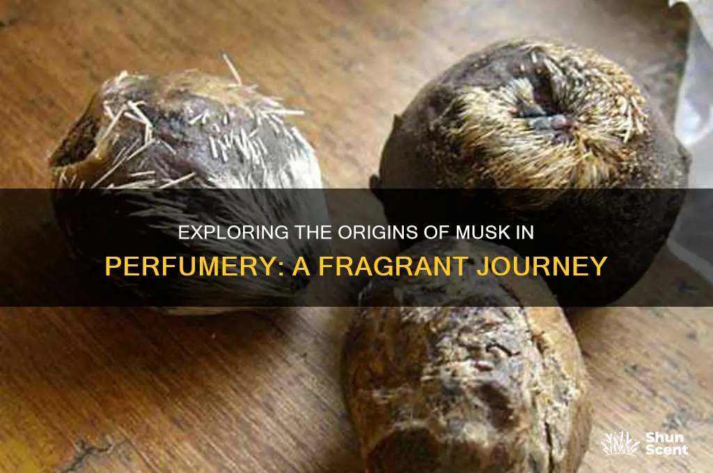 where does musk come from for perfume