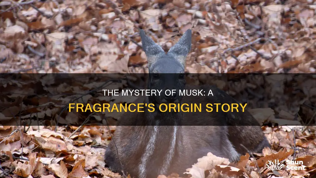 where does musk fragrance come from