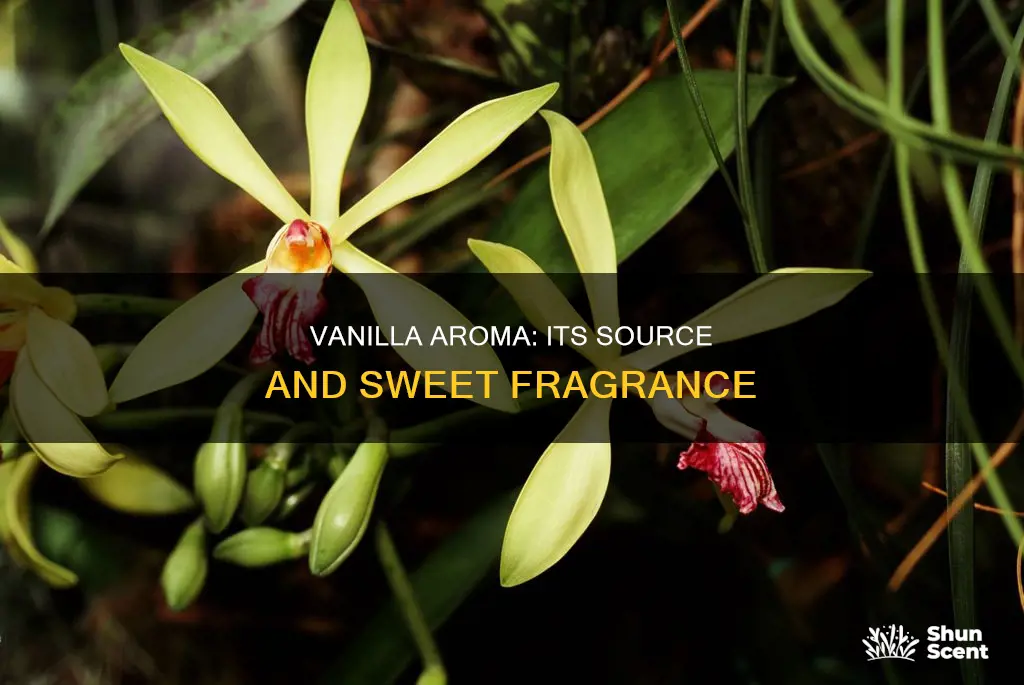 where does vanilla aroma come from