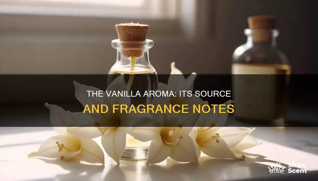 where does vanilla fragrance come from