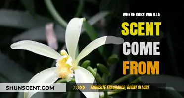 Unveiling the Origins of Vanilla's Captivating and Alluring Scent