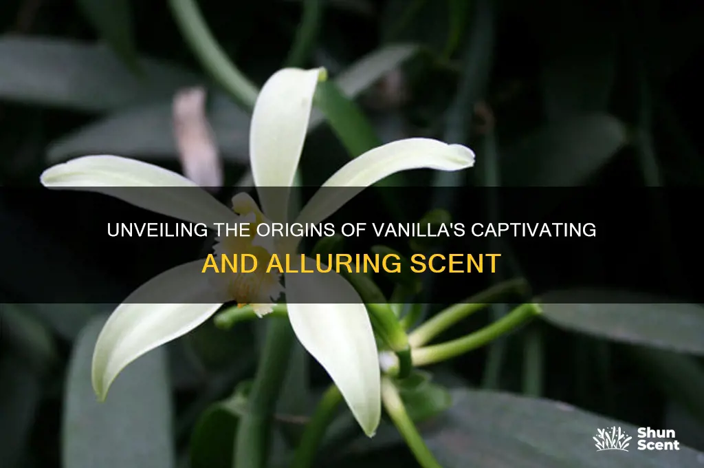 where does vanilla scent come from