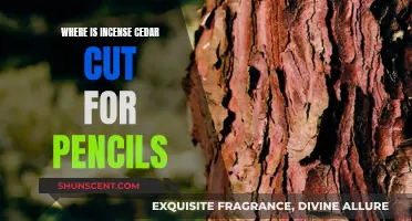 The Incense Cedar Tree: Source of Pencil Wood