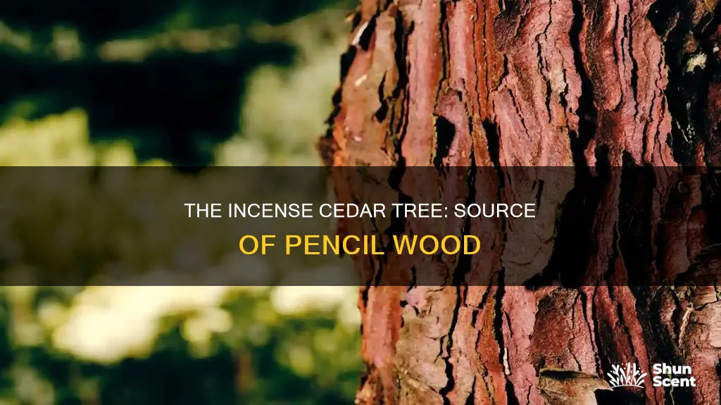 where is incense cedar cut for pencils