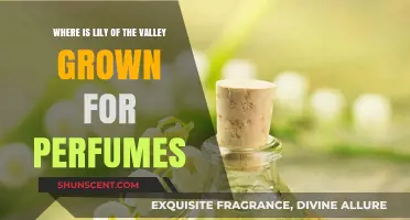 Exploring Lily of the Valley's Fragrant Origins in Perfumery