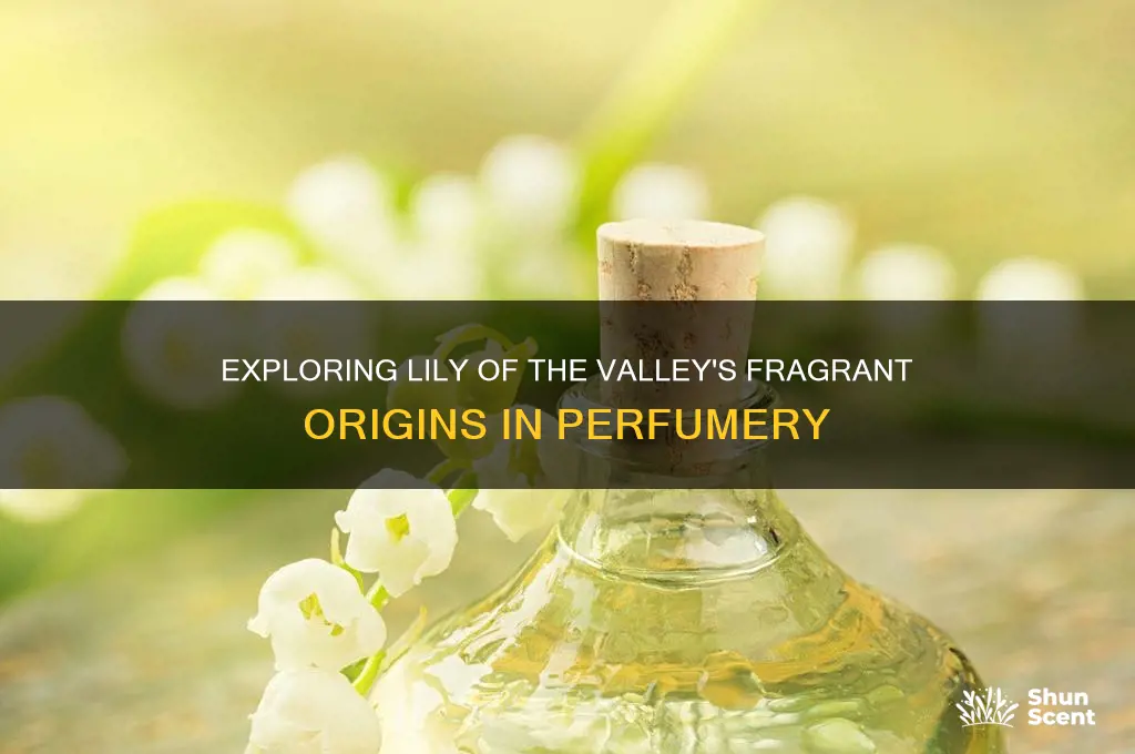where is lily of the valley grown for perfumes