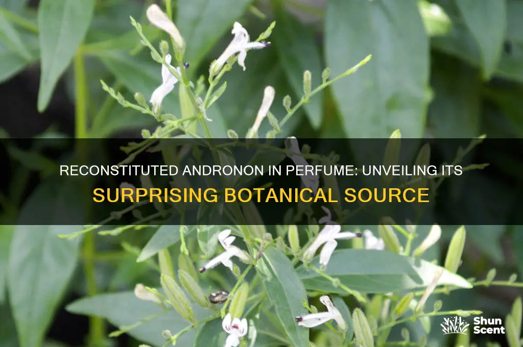 where is reconstituted andronon in perfume extracted from