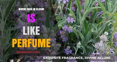 Sage in Bloom: Nature's Fragrant Perfume Fills the Air