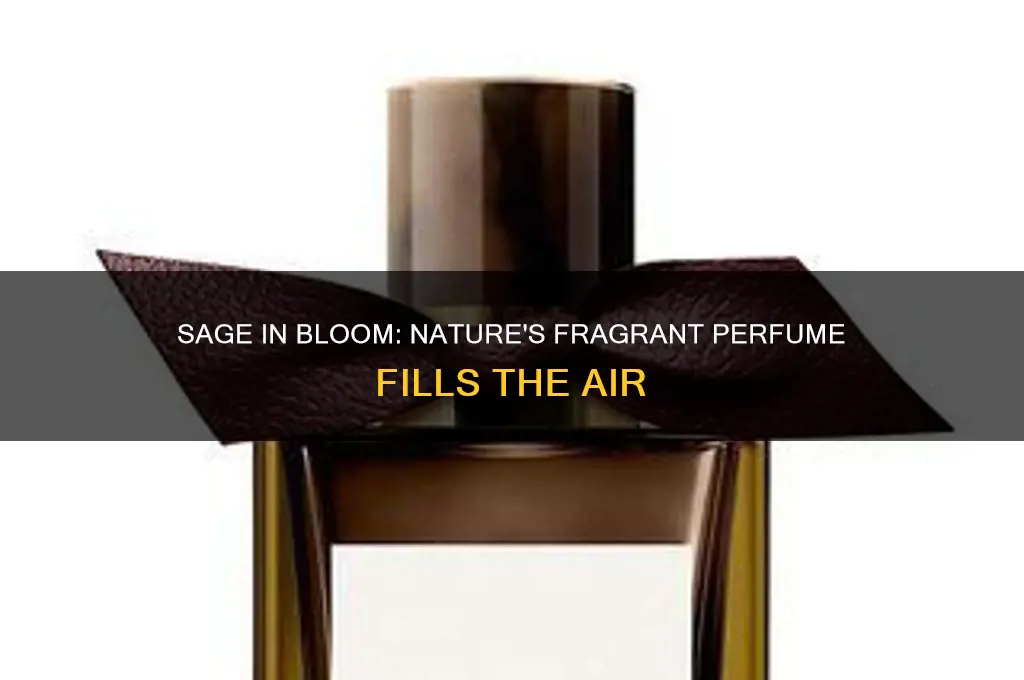 where sage in bloom is like perfume
