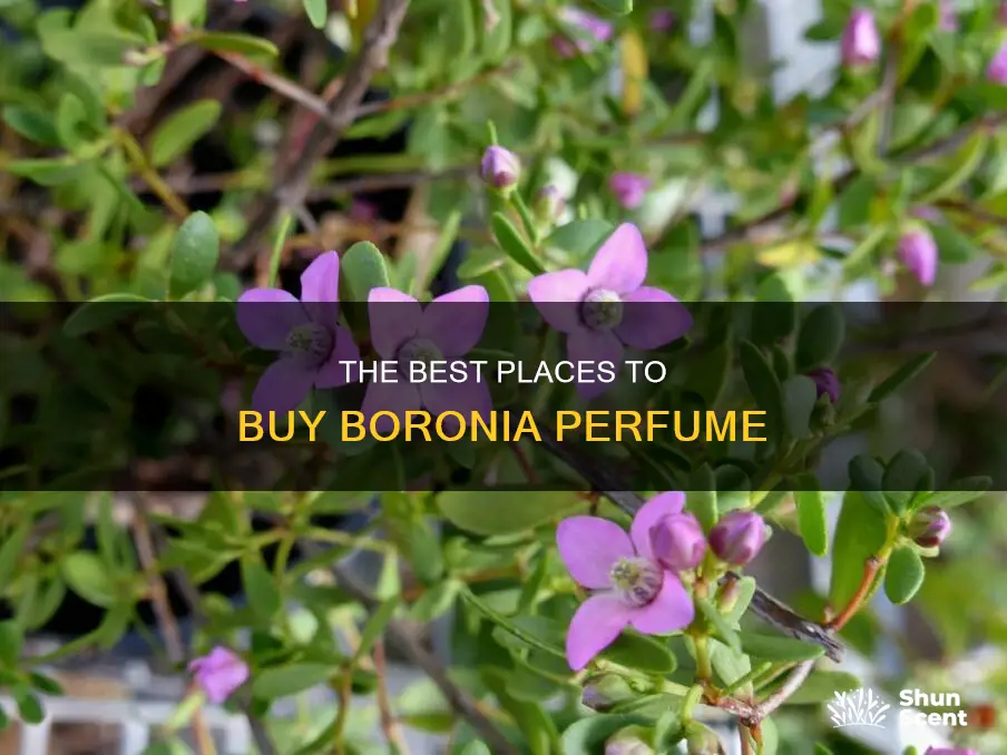 where to buy boronia perfume