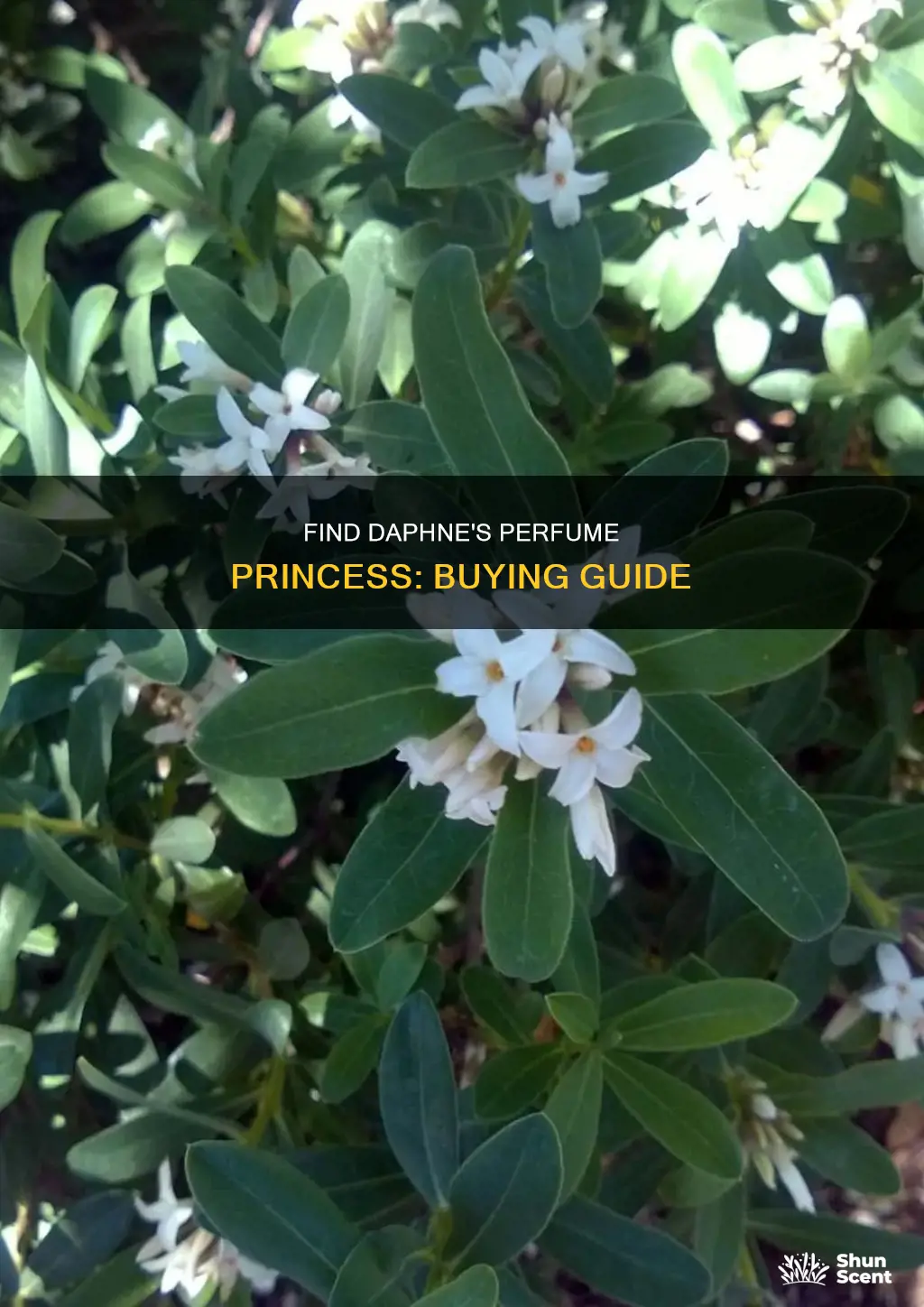 where to buy daphne perfume princess