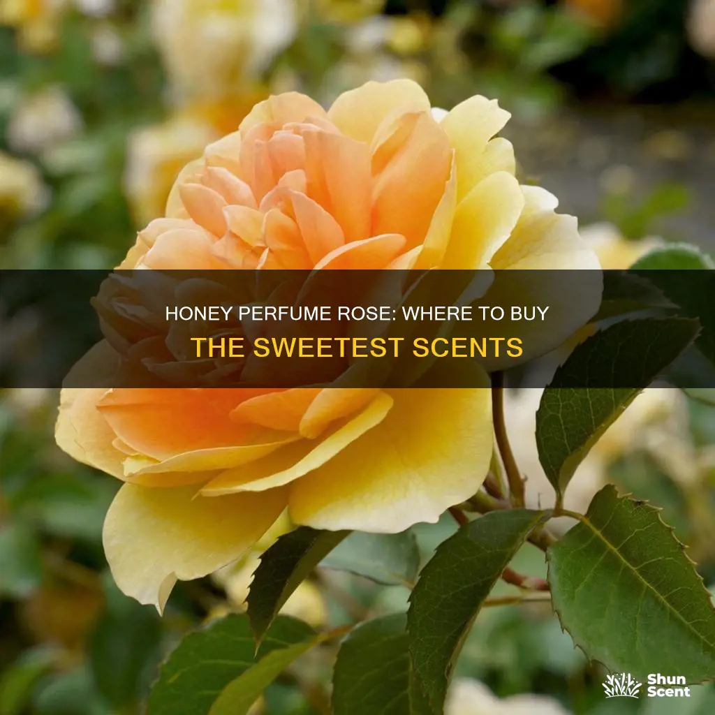 where to buy honey perfume rose
