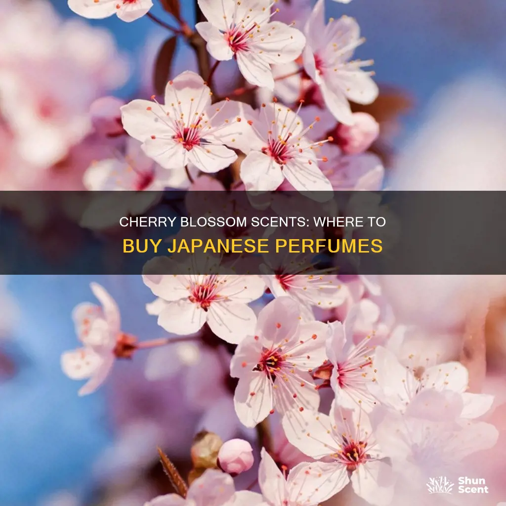 where to buy japanese cherry blossom perfume