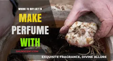 The Best Lily Sources for Perfume Making