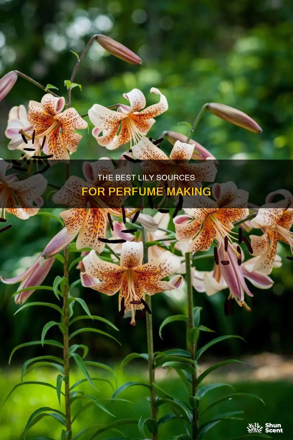 where to buy lily to make perfume with