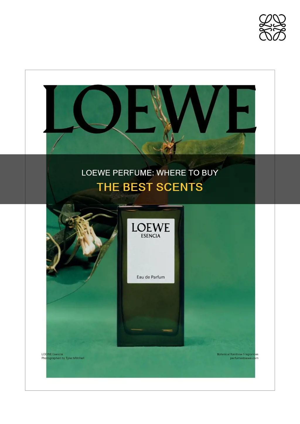 where to buy loewe perfume