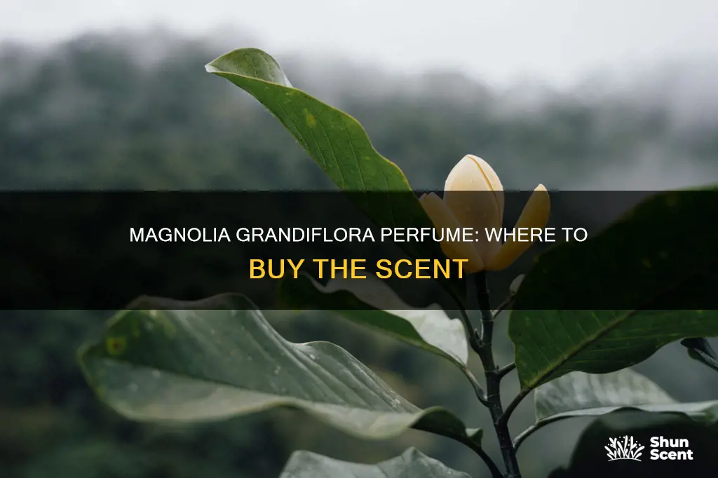 where to buy magnolia grandiflora perfume