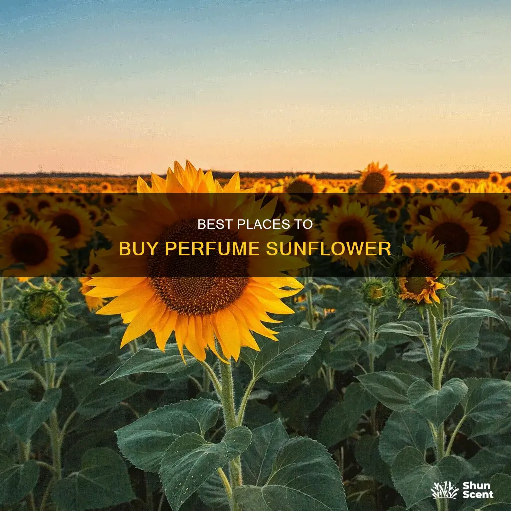 where to buy perfume sunflower