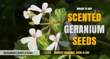 Discover Top Retailers for Scented Geranium Seeds Online & Locally