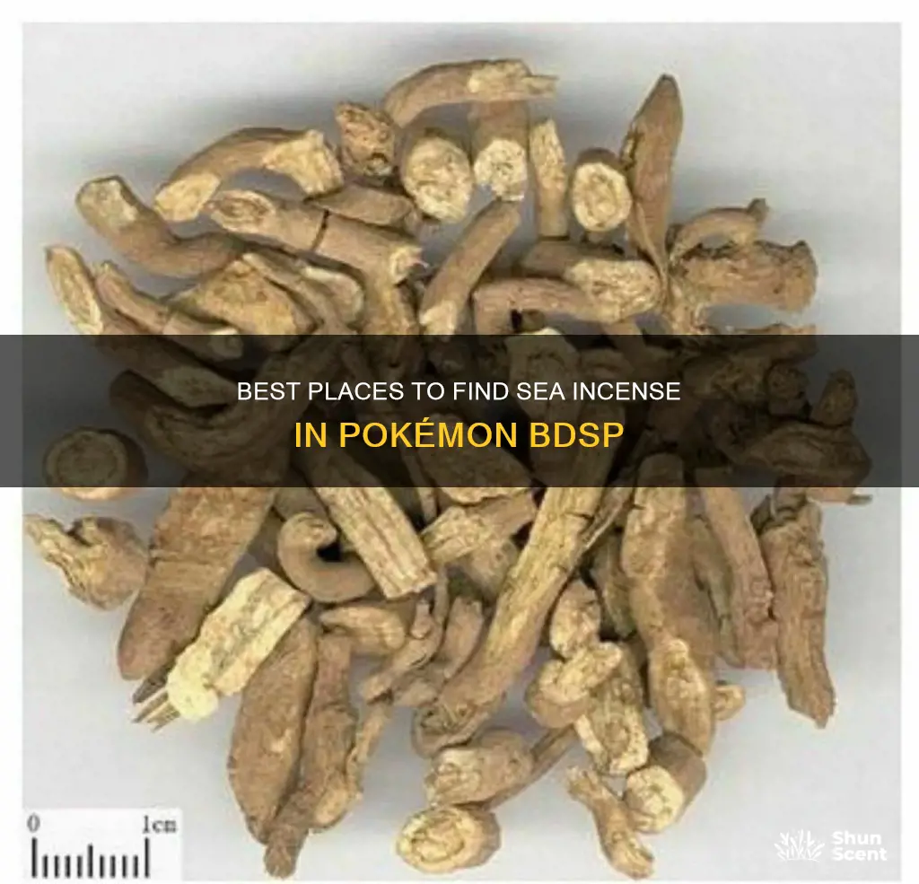 where to find sea incense bdsp