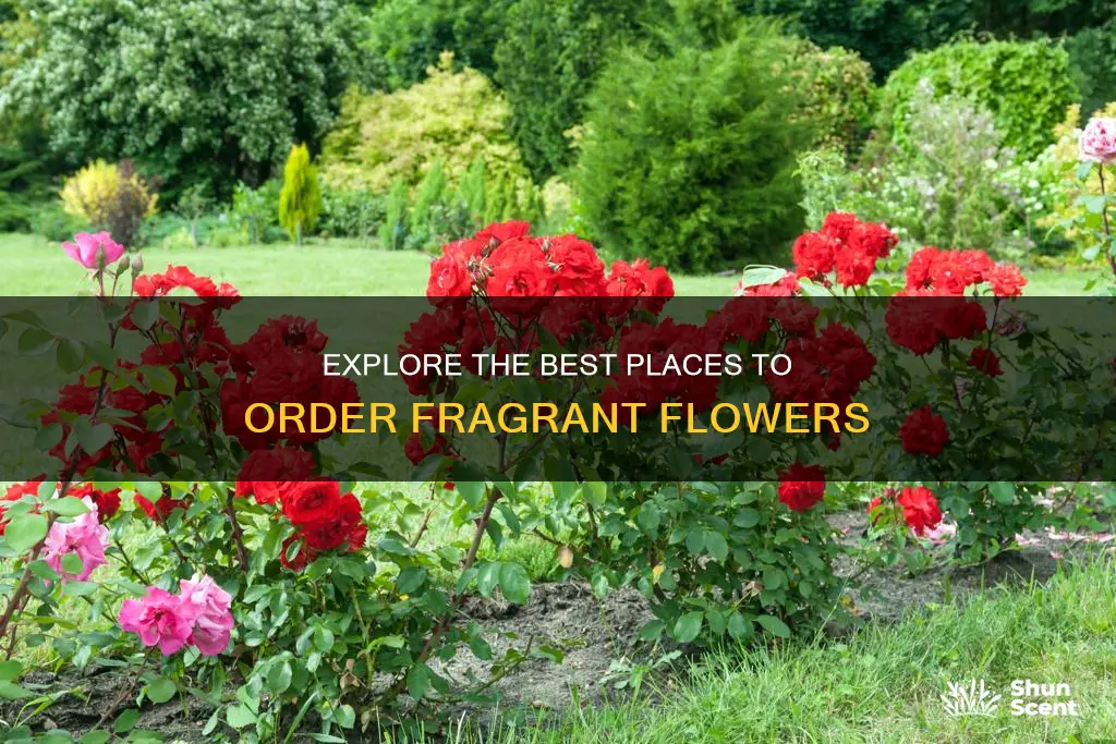 where to order on fragrance flowers