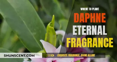 Planting Daphne Eternal Fragrance: Best Locations for Growth and Scent