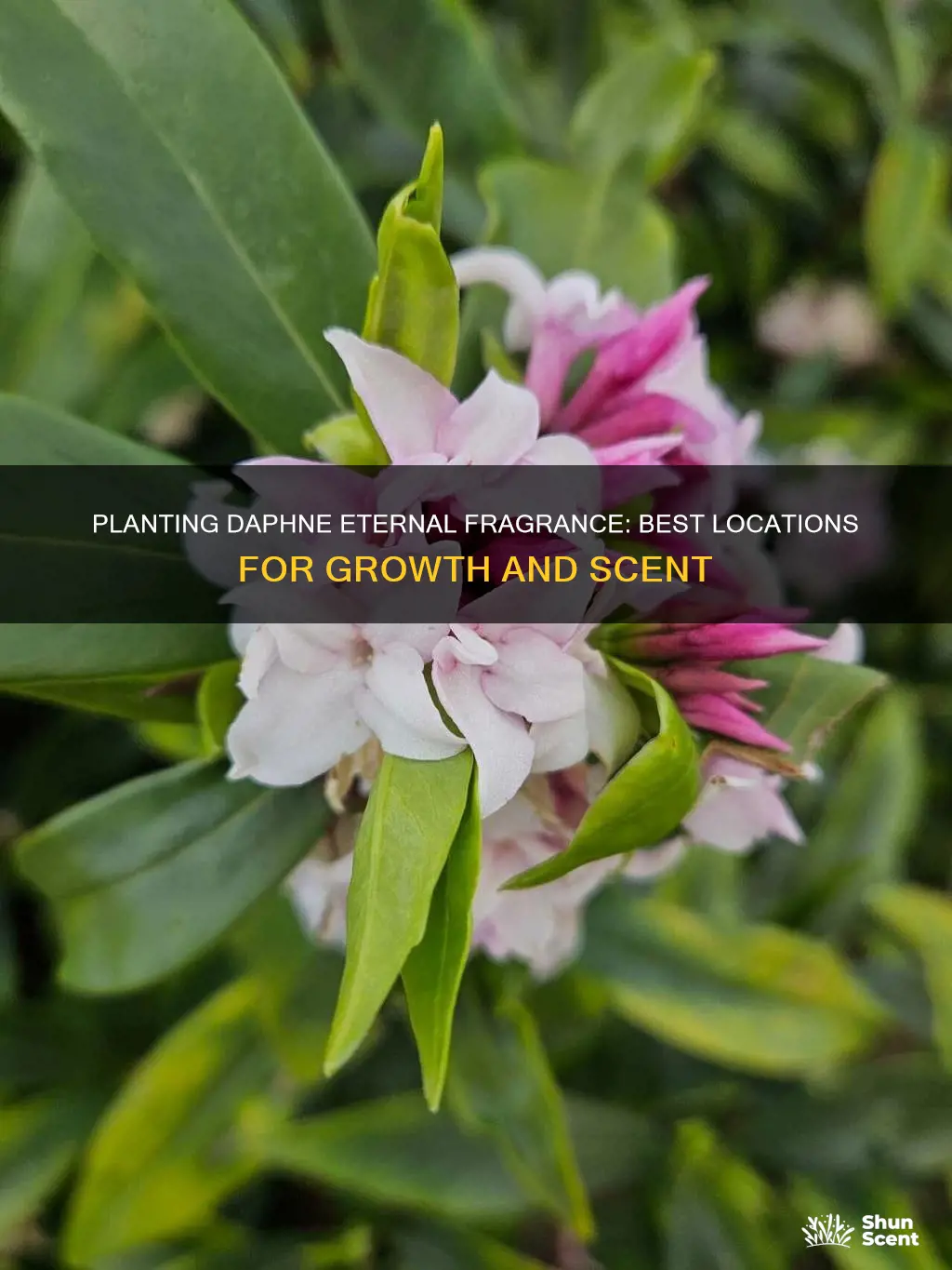 where to plant daphne eternal fragrance