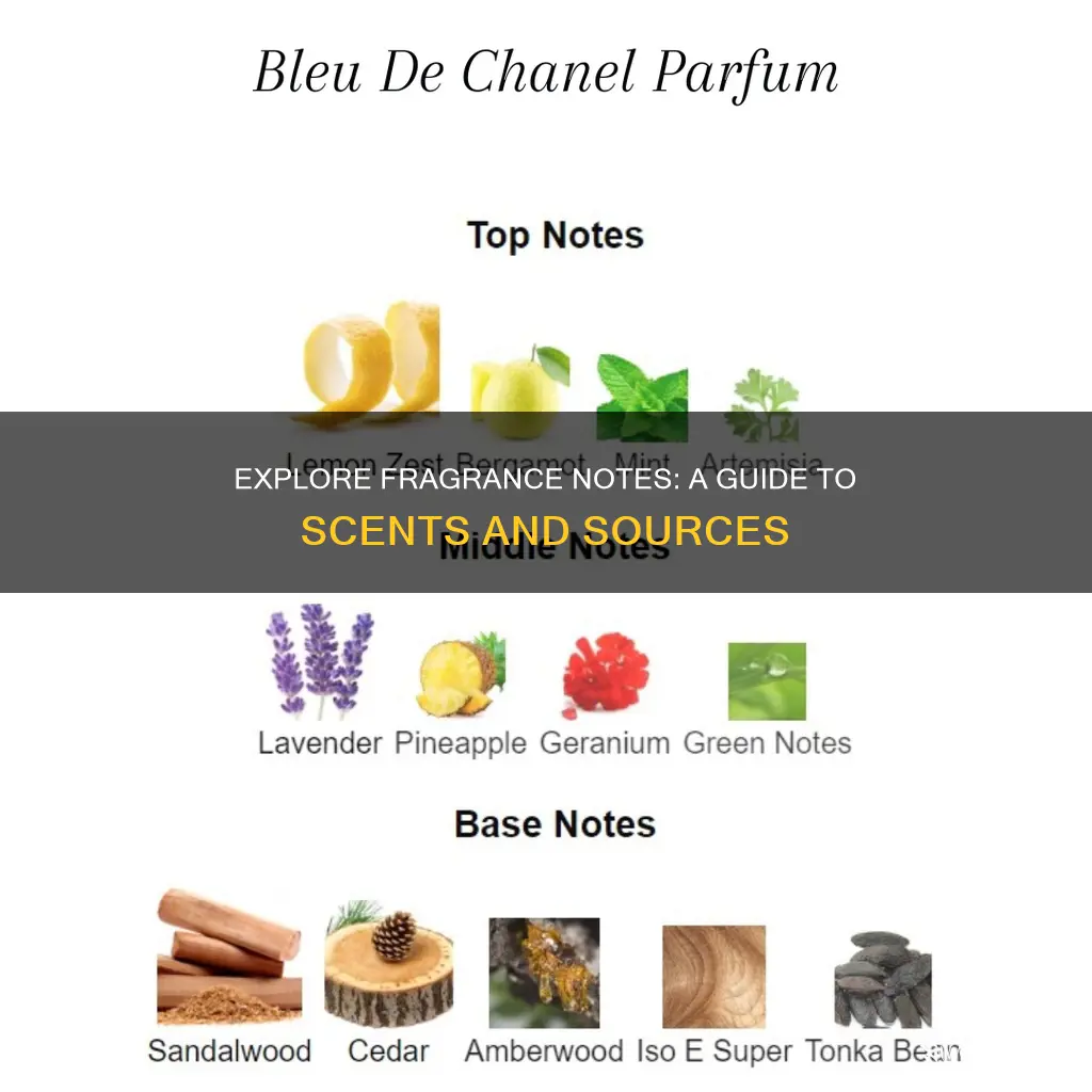 where to see fragrance notes